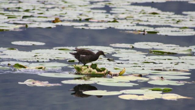 Riserva Lago del Piano