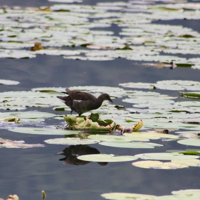 Riserva Lago del Piano